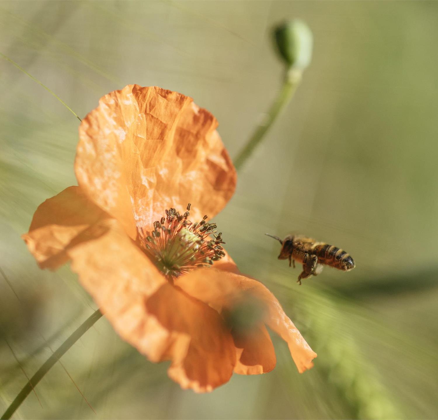 Foto per Il mondo delle api